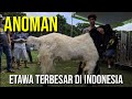 Largest Etawa goat in Indonesia