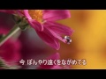 花咲く旅路♪：原由子_midi・instrumental_歌詞あり