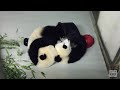 Panda Cubs "Go Nuts" Over Vanilla