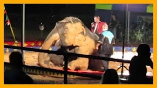 She Was Forced to Perform in Mud at Loomis Bros. Circus