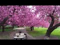 2008 Cherry Blossom Time-lapse at Brooklyn Botanic Garden