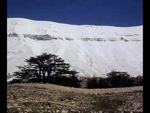 Cedars Of Lebanon