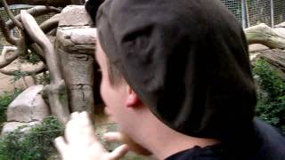 Gre-Est Animal Discovery Episode 3 Pandas