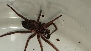 Male Miturgidae Spp Prowling Spider Grooming, Quick Video2