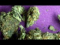 Ep 124 White Berry Hd 720p Weed Review Paradise Seeds Close Up Trichomes