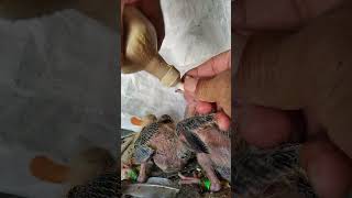 Cómo Alimentar Un Pichón Palomos Jerezanos De Suelta