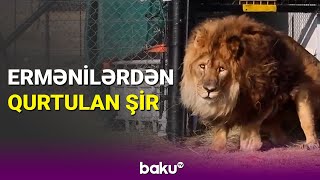 Qarabağda Qəfəsdə Saxlanılan Şir Cənubi Afrikaya Göndərilib