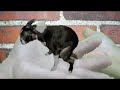 Dog Gone Poo Porn