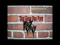 Dog Gone Poo Porn