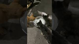 Another Strange Kitty Came To Our House For A Milk Together With Other Cats