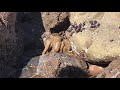 Live HUGE Octopus On Land! Testing the Waters? Lol