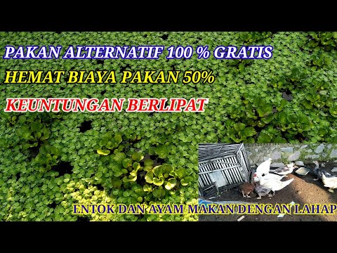 TANAMAN AIR SEBAGAI PAKAN ALTERNATIF GRATIS UNTUK TERNAK UNGGAS