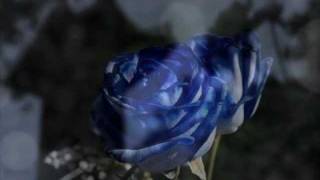Watch Awakening Where Roses Grow video