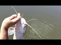 Video de Pesca de caiaque - bagre do rio guapiacu/rj