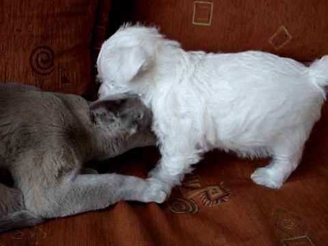 True love,part II; Westie puppy and burma. westie puppy playing with burma ... True love,part II; Westie puppy and burma. westie puppy playing with burma ...