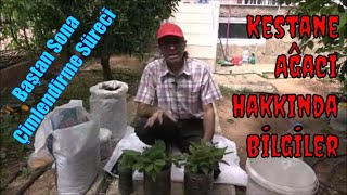Kestane Çimlendirme Baştan Sona