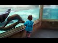 Cute Otters Chasing Little Girl
