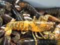 CapeCast: Meet a rare spotted lobster!