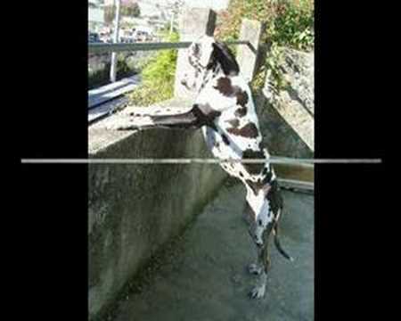 Youtube Honey And Lemon Dog And Cat Youtube Honey And Lemon Dog And Cat