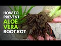 How To Prevent Root Rot In Aloe vera