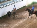 toros coleados en las ferias internacionales de san juan de los morros