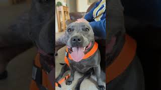 That Staffy Smile