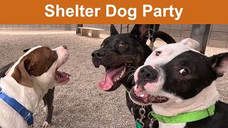 Dog Tv Daycare