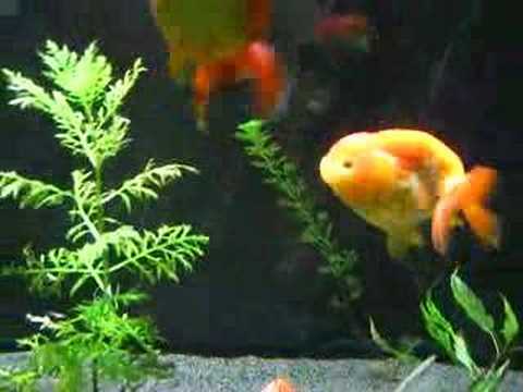 goldfish tank filter. My 150 goldfish tank