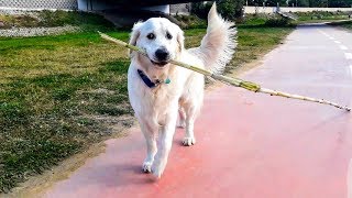Dog just walks along the river: Funny Dog Bailey