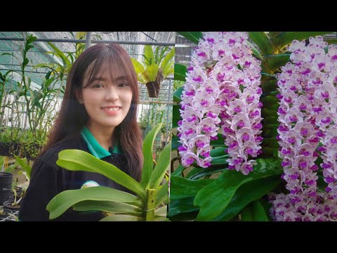 NGỌC ĐIỂM RỪNG ĐÃ THUẦN CHỜ ĐÓN XUÂN 2021 | #HOALANDUYPHONG