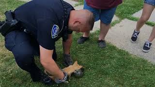 Police officers rescue kitten from car fender