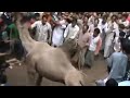 Camel In Dangerous Mood Before Qurbani In India Many People images Camel In Dangerous Mood Before Qurbani In India Many People