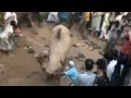 Camel in Dangerous Mood before Qurbani in India - Many People Injured