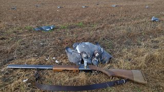 Охота На Вяхиря В Омской Области