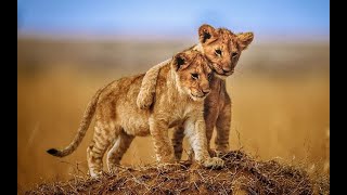 Aslan Kardeşli̇ği̇ Yavrudan Krala