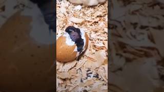 Mom Chicken Helps The Chick Hatch Out Of The Shell