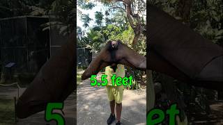 World Largest Flying Mammal - Den-Crowned Flying Fox