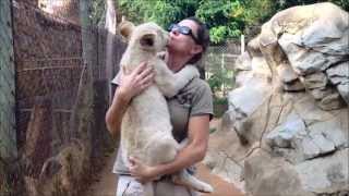 Lisa Pankop white lion kisses the lion park