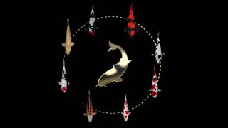 Who is Select Koi?