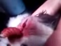 image Ngeri Ulat Besar Di Cabut Dari Mata Kucing