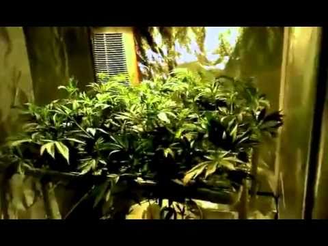 Aquaponics Marijuana