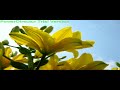 Thousand Miles- Vanessa Carlton - For Someone You Care ecards - Flowers Greeting Cards Thousand Miles- Vanessa Carlton - For Someone You Care ecards - Flowers Greeting Cards