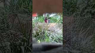 Ibu Bohay Menyusui Dihutan, Yang Tiba-Tiba Blur Dan Hilang
