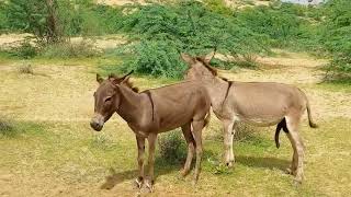 Donkey Breeding Video