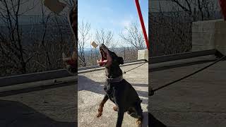 Jagdterrier - Nemački Lovački Terijer