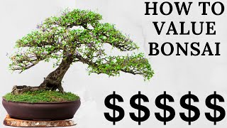 Bonsai Buyers Guide