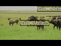 South African Buffalo Mating جنگلی بھینسوں کا ملاپ