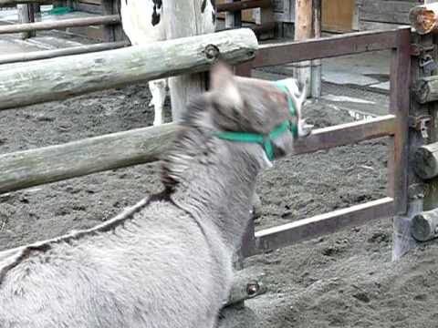 ロバの鳴き声