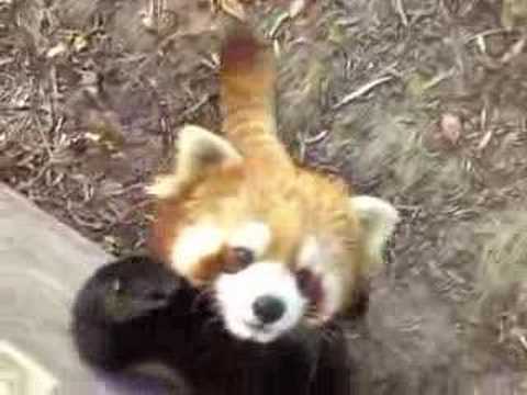 レッサーパンダ＠上海野生动物园