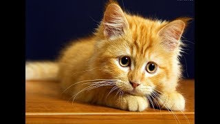 Лучшие Приколы Про Котиков | Подборка Самых Смешных Кошек И Котят